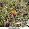 argynnis alexandra talysh male2